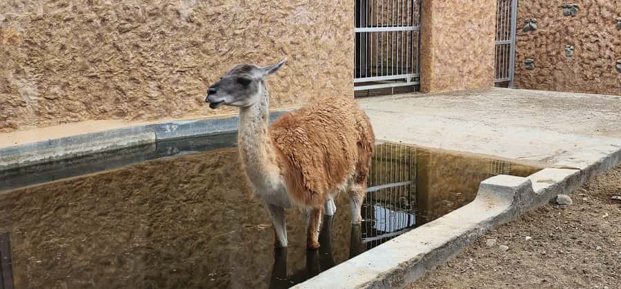 Safari World Zoo and Wahiba Sands with Sunset - Price and value: is $100 a smart buy?