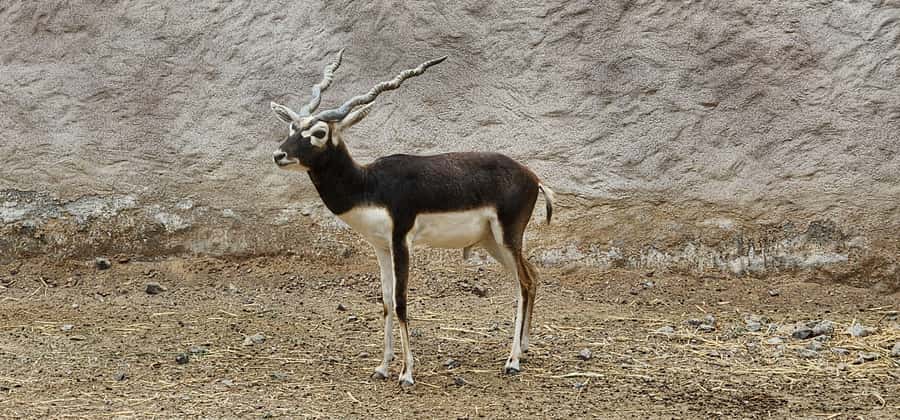 Safari World Zoo and Wahiba Sands with Sunset - Practical tips for a smoother Wahiba Sands evening