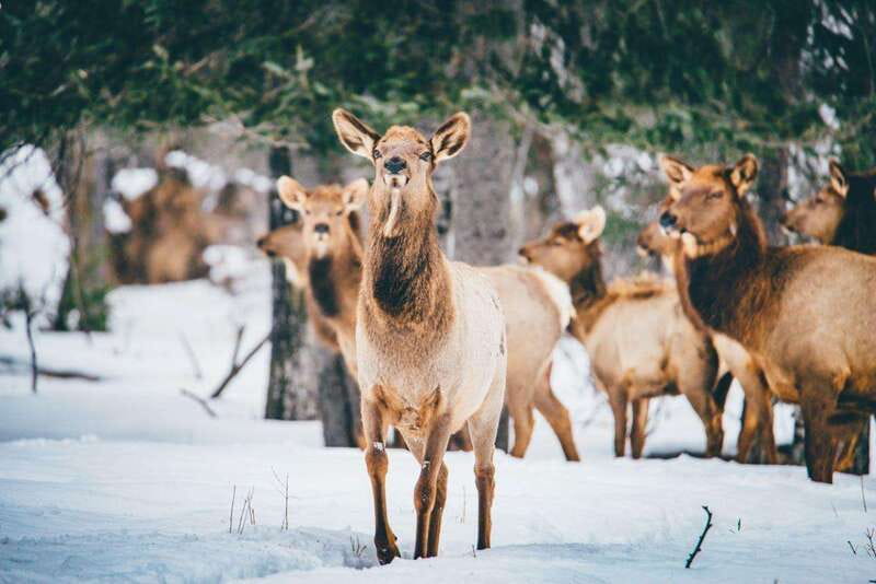Saint Felicien: Admission to Zoo Sauvage - Where Borealia Comes To Life in Saint-Félicien