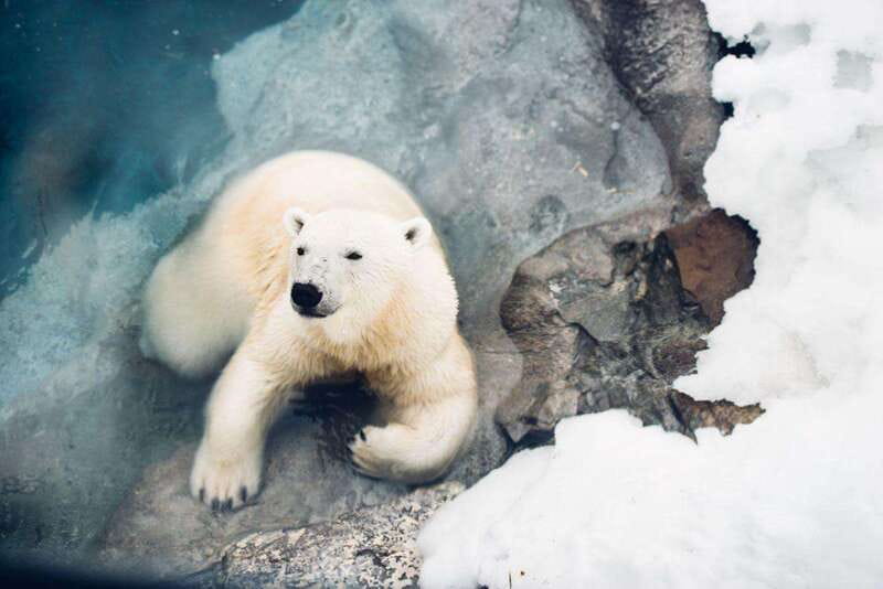 Saint Felicien: Admission to Zoo Sauvage - The Boreal Train in Nature Trails Park: the star of the day