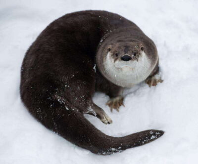 Saint Felicien: Admission to Zoo Sauvage - Winter Walking Sectors: Arctic Tundra to Ethiopian Plateaus