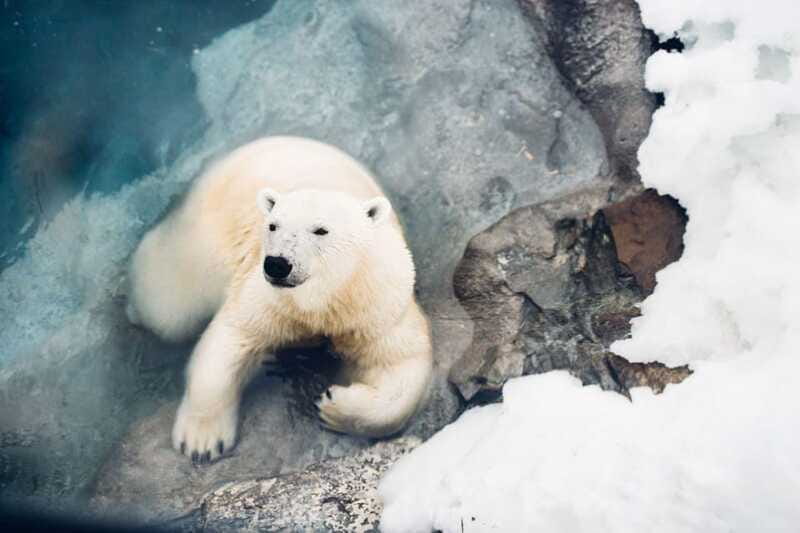 Saint Felicien: Admission to Zoo Sauvage - What’s Included: snacks, film, trails, and how to use them well