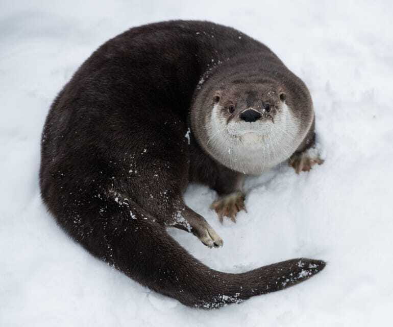 Saint Felicien: Admission to Zoo Sauvage - Practical tips for a smooth winter visit in Quebec