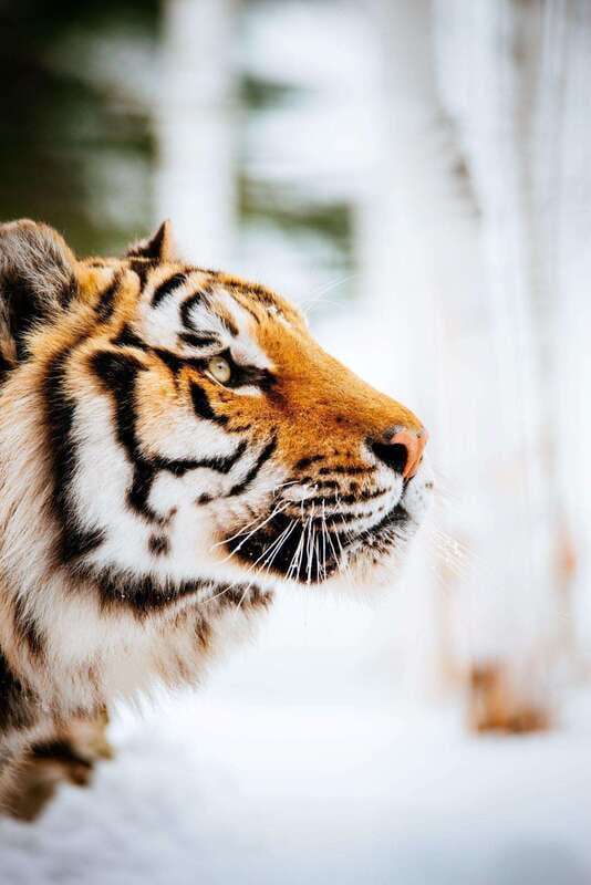 Saint Felicien: Admission to Zoo Sauvage - Should you book Saint-Félicien Zoo Sauvage?