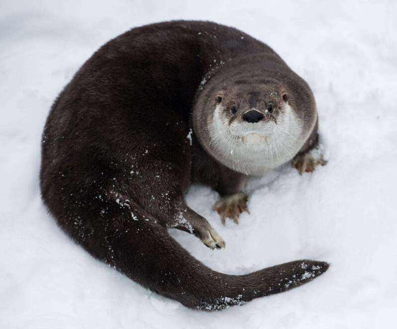 Saint Felicien: Admission to Zoo Sauvage - Winter Walking Sectors: Arctic Tundra to Ethiopian Plateaus