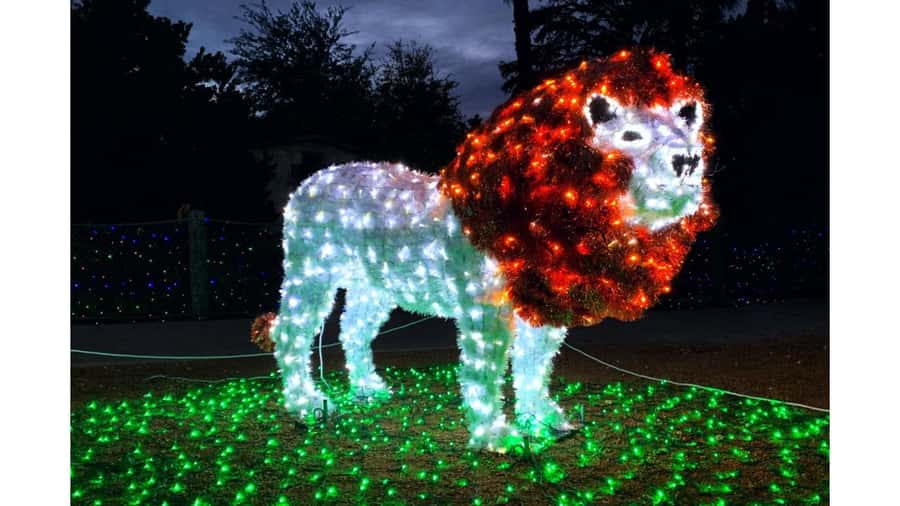 San Antonio Zoo Any Day Ticket including ZooLights - Key highlights worth centering your day