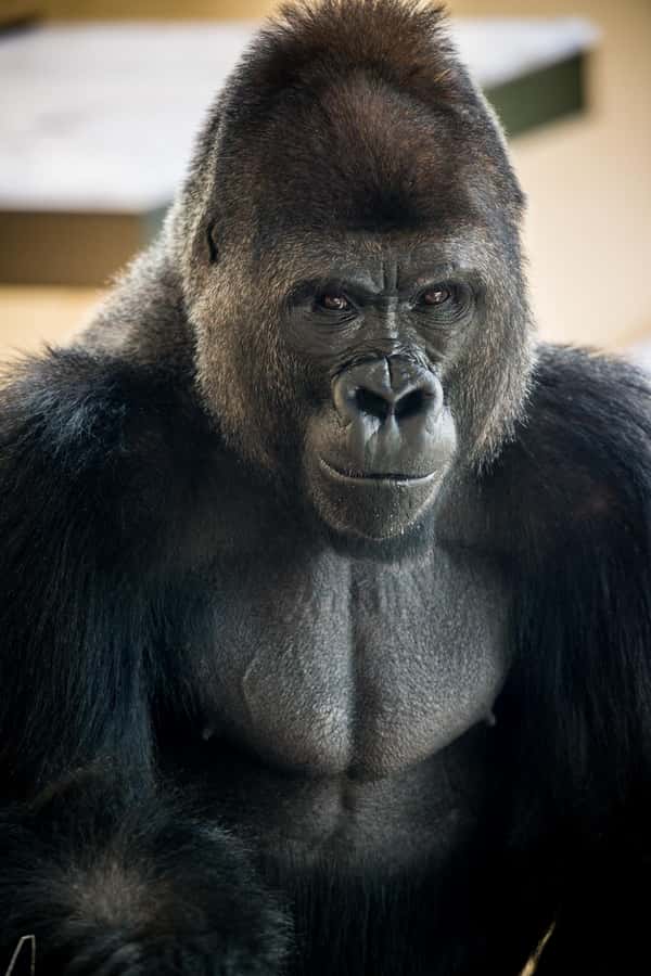 San Antonio Zoo Any Day Ticket including ZooLights - One-day game plan: how to see a lot without sprinting