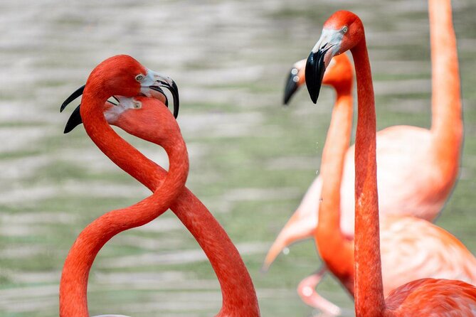 San Antonio Zoo General Admission Ticket - San Antonio Zoo General Admission: what you’re paying for