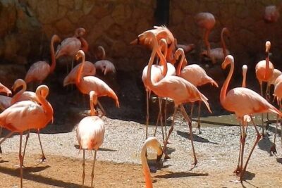 San Antonio Zoo General Admission Ticket - Daily talks: tigers, gibbons, and the meaning behind the exhibits