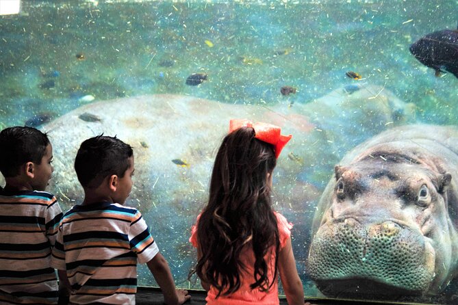 San Antonio Zoo General Admission Ticket - Parking, food rules, strollers, and moving around