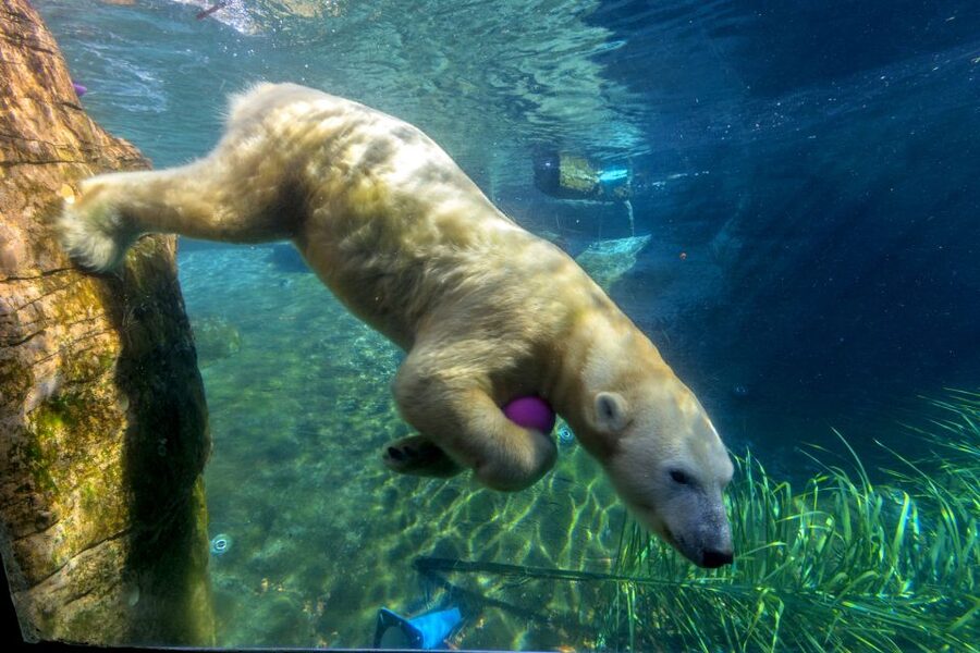 San Diego Zoo: 1-Day Admission Ticket - Polar Bear Plunge: Close-Range Wow With Research-Style Play