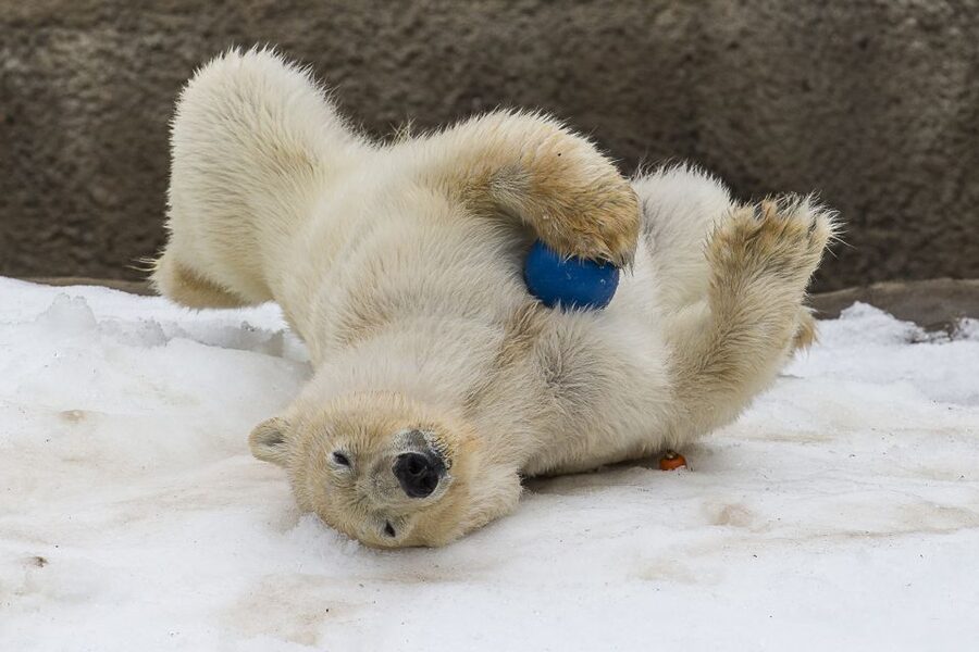 San Diego Zoo: 1-Day Admission Ticket - Sea Lion Show: The Energy Surge You Can Schedule Around