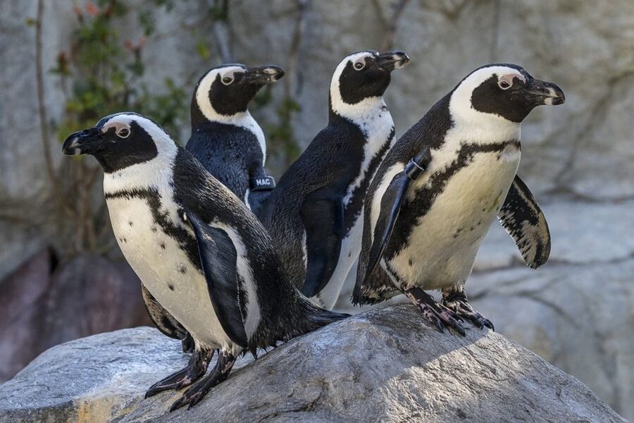 San Diego Zoo: 1-Day Admission Ticket - Elephant Odyssey: 7.5 Acres of Past-and-Present Animal Story