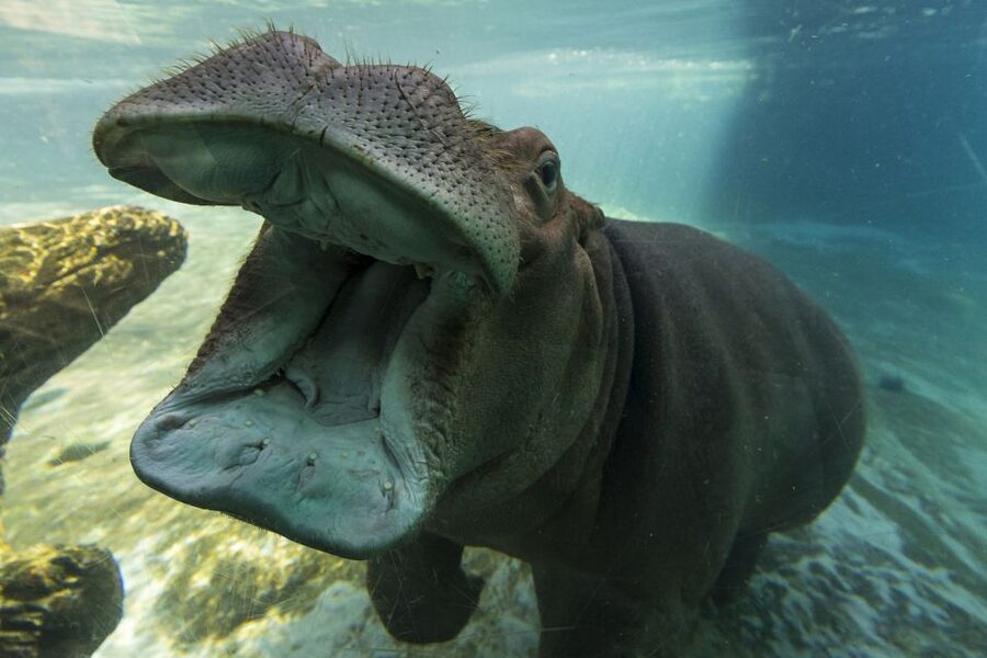 San Diego Zoo: 1-Day Admission Ticket - Africa Rocks and the Variety Factor: More Than One Big Animal