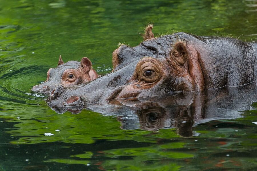 San Diego Zoo: 1-Day Admission Ticket - Entering Fast: Turnstiles, Mobile Tickets, and Not Waiting Around