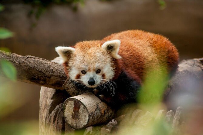 San Diego Zoo 1-Day Pass: Any Day Ticket - Getting Oriented Fast: Where You Start and What the Zoo Is Really Like