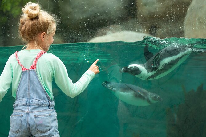 San Diego Zoo 1-Day Pass: Any Day Ticket - Zoo Transit That Saves Your Legs: Skyfari Tram + Guided Bus Tour