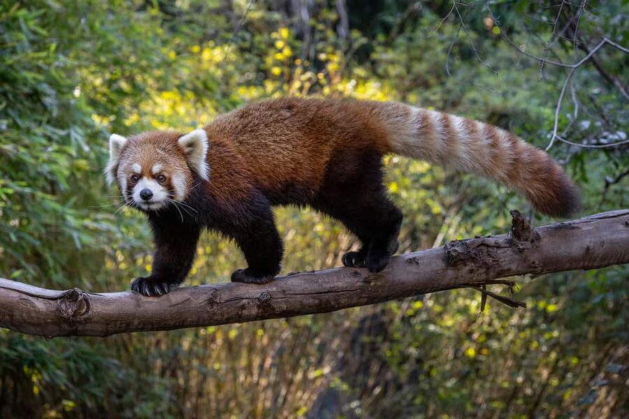 San Diego Zoo Admission Ticket - Sea lion show and Children’s Zoo: breaks that keep the day fun
