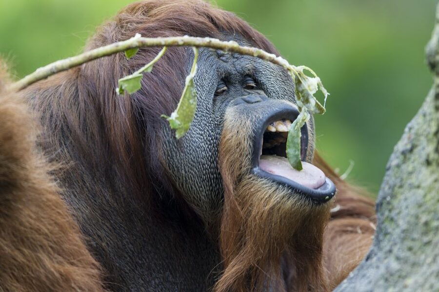 San Diego Zoo and Safari Park: 2-Day Entry Ticket - Two parks, one ticket strategy that actually saves time