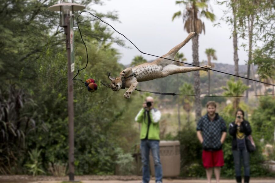 San Diego Zoo and Safari Park: 2-Day Entry Ticket - Sumatra, Tiger Trail, and Lion Camp: how to spend your time wisely