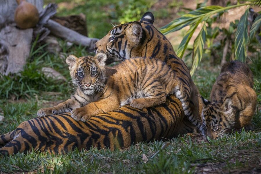 San Diego Zoo and Safari Park: 2-Day Entry Ticket - Price and logistics: how to plan without the headaches