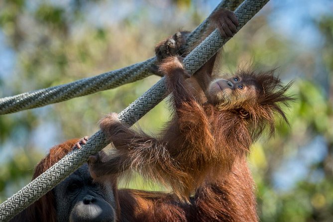San Diego Zoo and Safari Park 2-Visit Pass Ticket - Included rides and shows: why they add real value (not just “extras”)