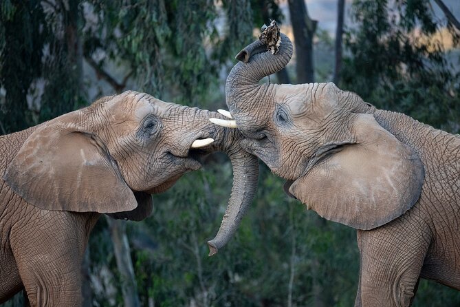 San Diego Zoo and Safari Park 2-Visit Pass Ticket - Food, breaks, and what to bring (so you don’t waste time)