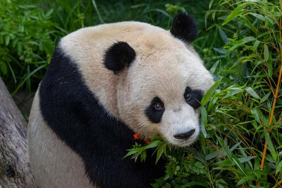 San Diego Zoo Safari Park 1-Day Ticket - Price and What’s Included in the $78 Safari Ticket