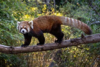 San Diego Zoo Safari Park 1-Day Ticket - African Tram Safari Through the Savanna: A Great Pace for Real People