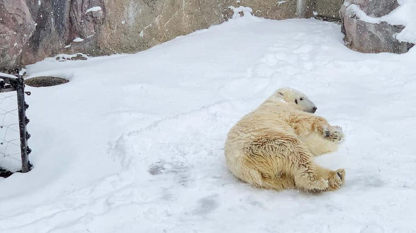 Sapporo Winter : Asahiyama Zoo (Penguin Fun & Snowmobile) - Getting There: Heated Bus Pickup in Sapporo