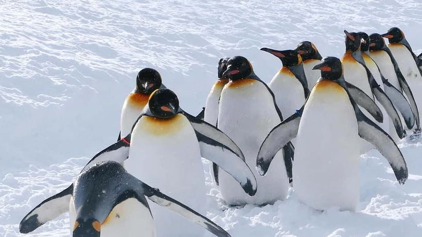 Sapporo Winter : Asahiyama Zoo (Penguin Fun & Snowmobile) - Shikisai-no-oka White Fields and Snowmobile Choices