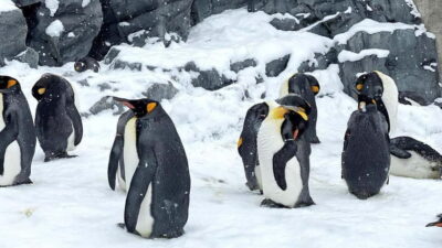 Sapporo Winter : Asahiyama Zoo (Penguin Fun & Snowmobile) - Furano’s Ningle Terrace: Winter Crafts in a Fairy-Tale Forest