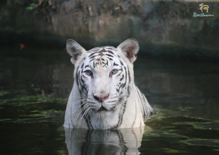 Selangor: Zoo Negara E-Ticket - A Full-Day Flow That Doesn’t Feel Rushed