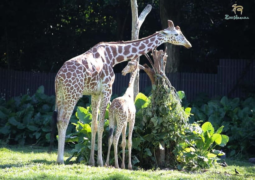 Selangor: Zoo Negara E-Ticket - Exploring the Zoo: Naturalistic Animal Viewing That Feels Like a Real Habitat