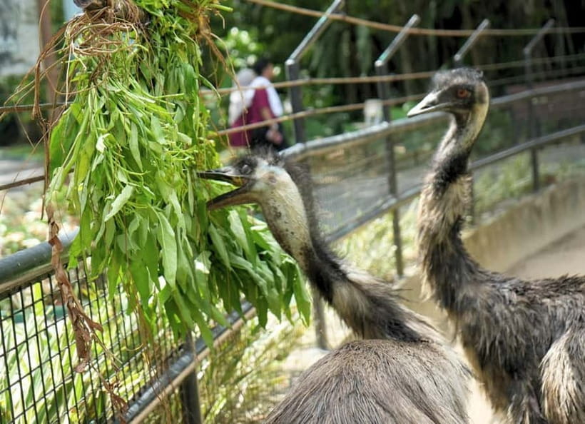 Selangor: Zoo Negara E-Ticket - Conservation Exhibits and Interactive Programs: The Educational Part That Doesn’t Feel Like Homework