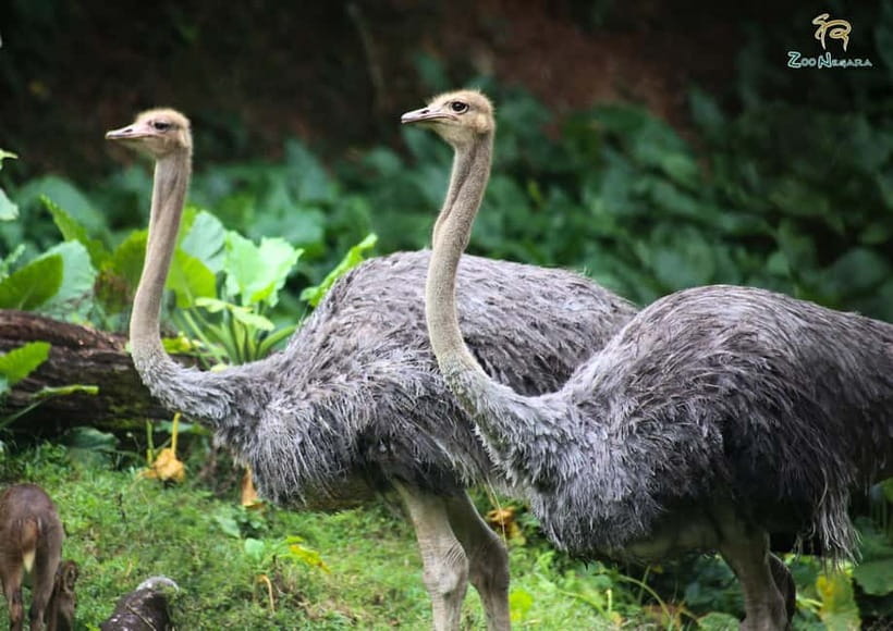 Selangor: Zoo Negara E-Ticket - Multi-Animal Shows (and the Friday Catch)