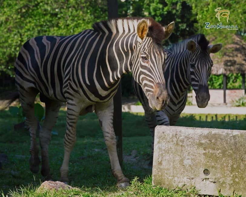 Selangor: Zoo Negara E-Ticket - Animal Feeding Sessions: Weekend and Public Holiday Timing