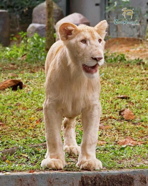 Selangor: Zoo Negara E-Ticket - Costs Beyond the Ticket: Lockers, Trams, Food, and Drinks
