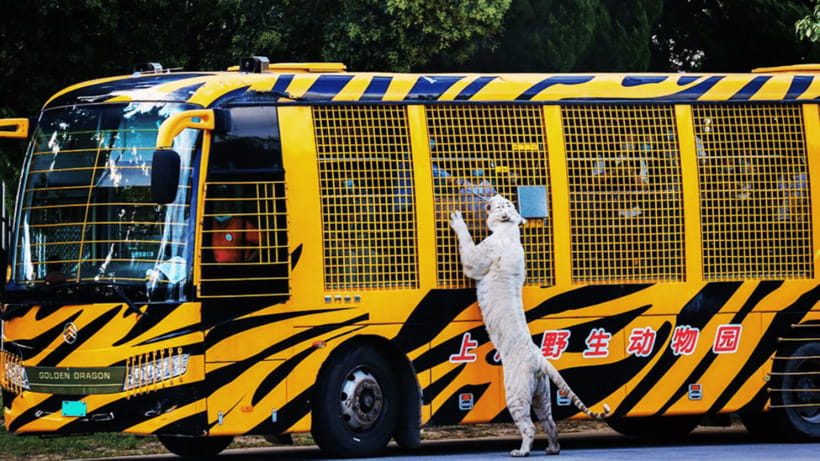 Shanghai: Wild Animal Park Ticket - Key things I’d plan around