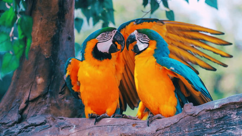 Shanghai: Wild Animal Park Ticket - Tips to Get Better Safari Viewing and Easier Photo Stops
