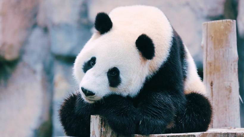 Shanghai: Wild Animal Park Ticket - Shanghai Wild Animal Park Ticket: A Safari-Plus-Zoo Day You Can Actually Schedule