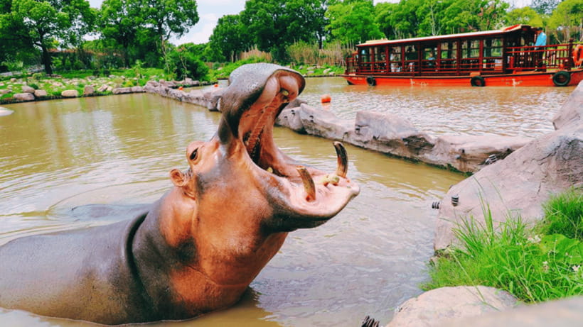 Shanghai: Wild Animal Park Ticket - Zoo Admission After the Safari: What the 200+ Species Day Really Means
