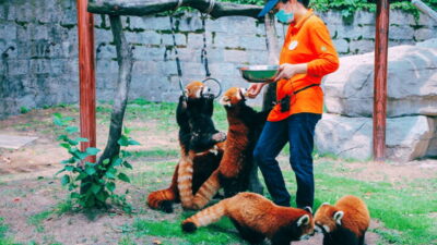 Shanghai: Wild Animal Park Ticket - Safari Area First: How the Self-Drive Experience Works