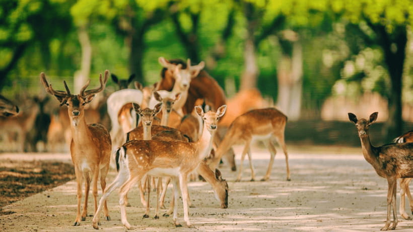 Shanghai: Wild Animal Park Ticket - Animal Shows and Wildlife Conservation: When to Fit Them In