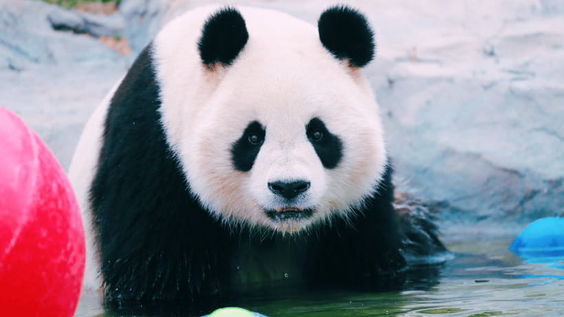 Shanghai: Wild Animal Park Ticket - Price and Value: Is $40 Worth It for a Full Animal Day?