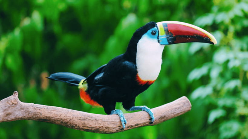 Shanghai: Wild Animal Park Ticket - Who This Ticket Fits Best (And Who Should Skip It)
