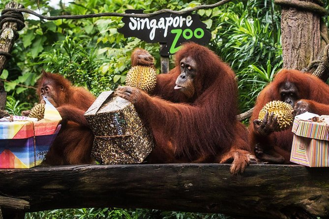 Singapore Bird Paradise & Zoo Full Day (Ticket & Transfer ) - Hotel Pickup and the Tram Ride: Where the Time-Saver Shows Up