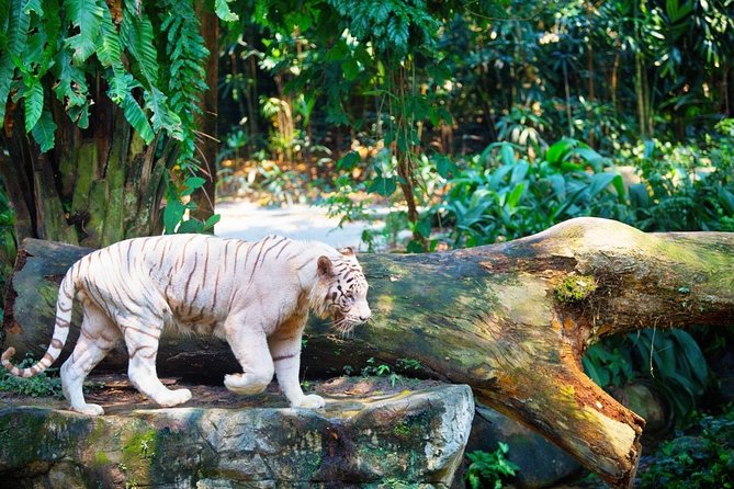 Singapore Bird Paradise & Zoo Full Day (Ticket & Transfer ) - How to Use Your 3 Hours at the Zoo Without Burning Out