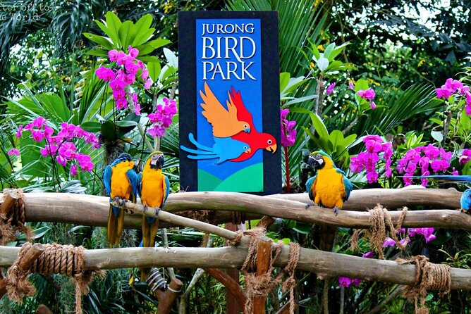 Singapore Bird Paradise & Zoo Full Day (Ticket & Transfer ) - Jurong Bird Park: Walk-Through Bird Viewing With Global Flair