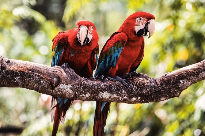 Singapore Bird Paradise & Zoo Full Day (Ticket & Transfer ) - What I Like About Pairing These Two Parks in One Day